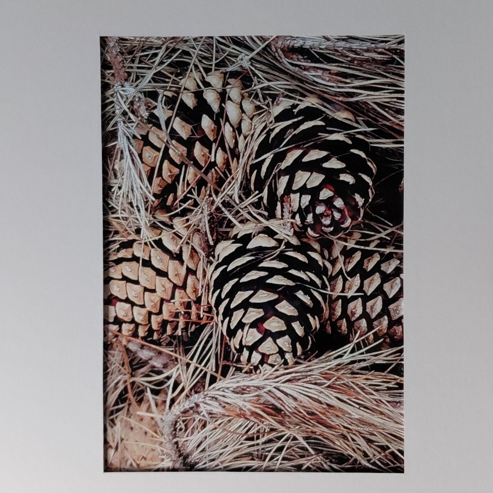 NWT - Rustic Pine Cone Art Photo By Jack E. Stiddard 5x7/8x10 Mat